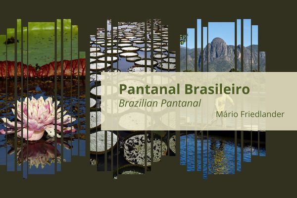 pantanal